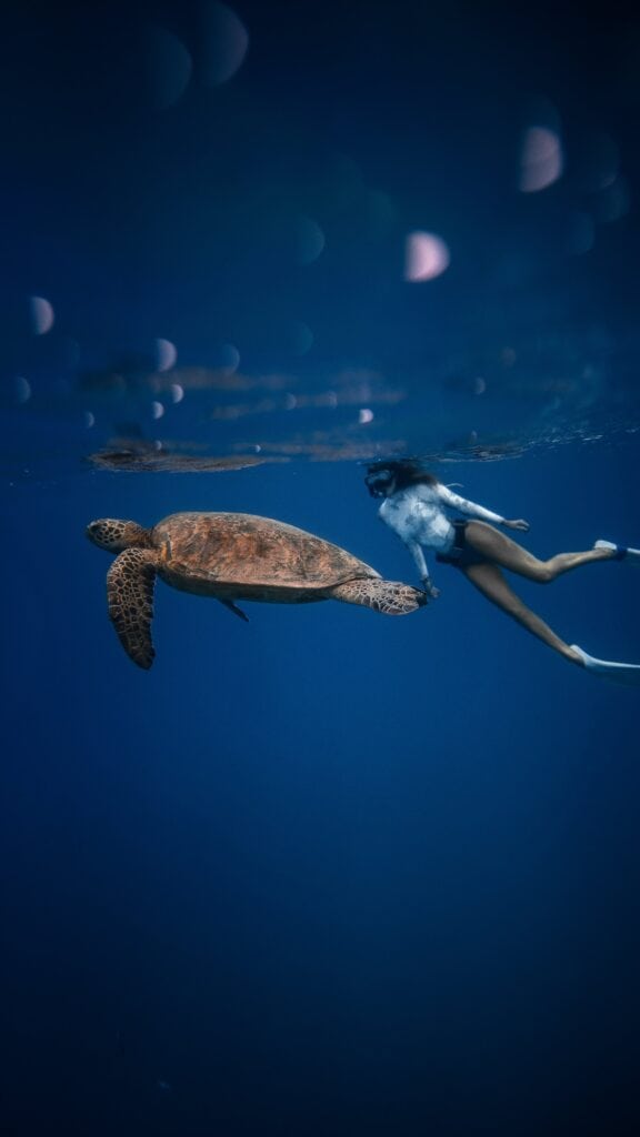 Snorkeling in Koh Tao