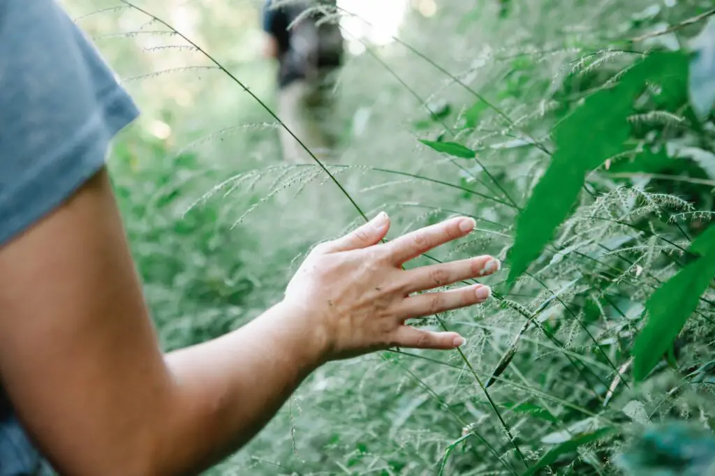 hand touching a stem