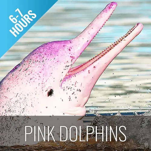 closeup photo of a pink dolphin