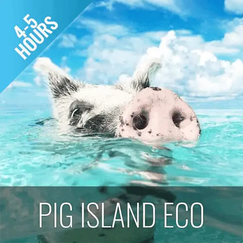 pig swimming